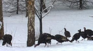 Winter turkeys in snow A winter hunt can be as rewarding as it is challenging