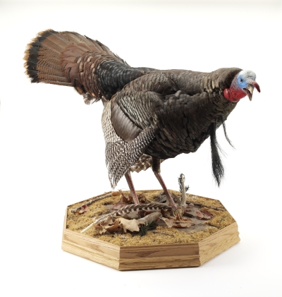ThreeBeardTaxidermy for web.jpg