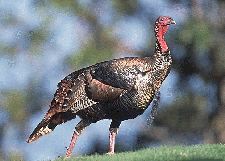 How to dress and cook a wild turkey
