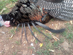 State record gobbler photo