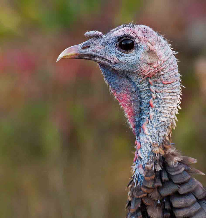places to hunt wild turkeys